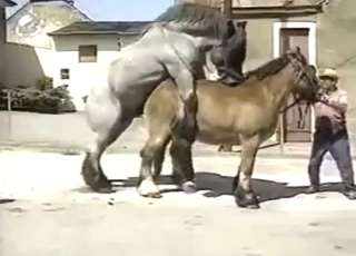 Bestiality sex shows two horses just doing it
