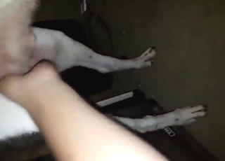Zoophile grabbing at this dog's crotch for orgasms