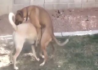 Bestiality sex deals with gay dogs that bang