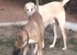 Bestiality sex deals with gay dogs that bang