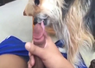 Zoo sex shows oral domination for a slutty pup