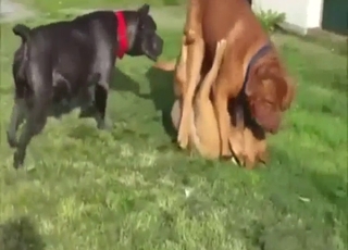 Zoophile porn outdoor: two mastiffs mating