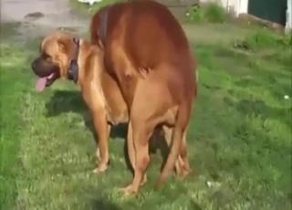Zoophile porn outdoor: two mastiffs mating