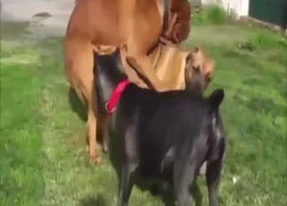 Zoophile porn outdoor: two mastiffs mating