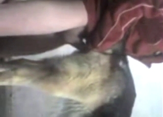 Zoophile porn with an assertive alpha male gapist