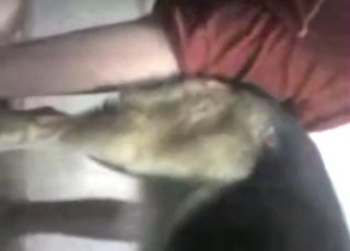 Zoophile porn with an assertive alpha male gapist