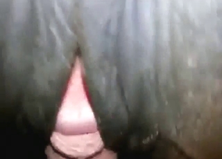 Zoo sex with a mare getting fucked up close