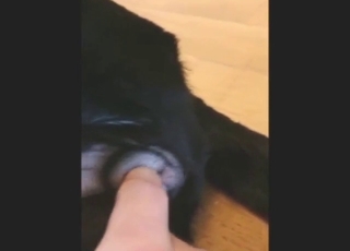 Zoophile porn with close-up fingering, it's crazy