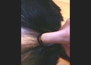 Zoophile porn with close-up fingering, it's crazy