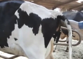 Zoo XXX with breeding fetish and a slutty cow