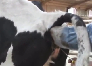 Zoo XXX with breeding fetish and a slutty cow