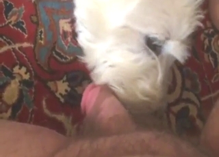 Westie sucking that guy's small dick in POV