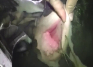 Cow shows its large hole, gets ready for fingering