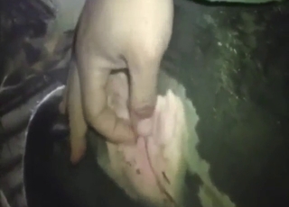 Cow shows its large hole, gets ready for fingering