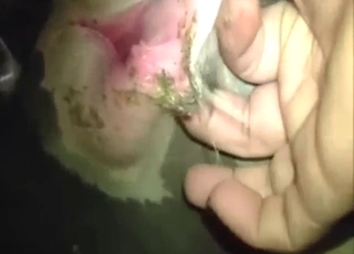 Cow shows its large hole, gets ready for fingering