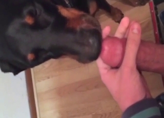 Cock-lickin' good: black dog licking the head