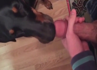 Cock-lickin' good: black dog licking the head