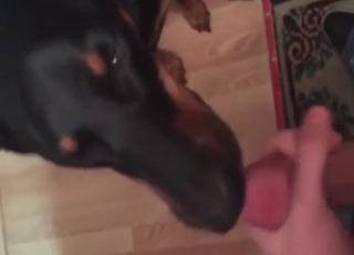 Cock-lickin' good: black dog licking the head