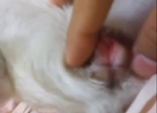 Tiny Chihuahua pussy is ready to get ravaged