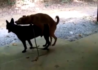 Two dogs fucking like crazy outdoors