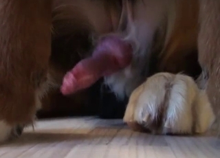 Take a look at this dog's red cock