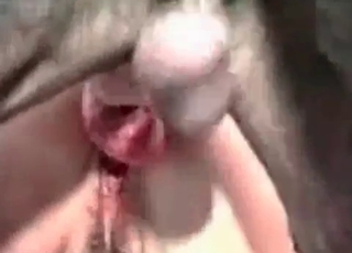 Amazing close-up shots of doggie-style intercourse