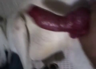 Showing you how my rear end dick is in Point of view