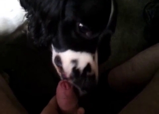 Beautiful doggy sucking a huge dick with love