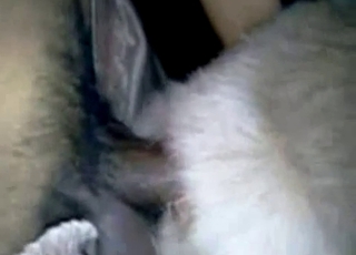 Sex-loving animal anally dominated by a man cock