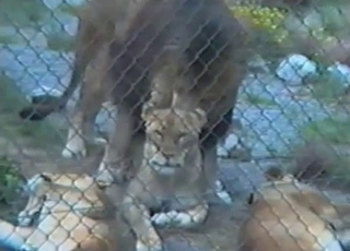 Doggy fashion sex for a horny fuckslut and an incredible lion