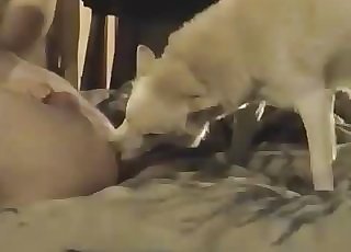 White dog leisurely licks my asshole in couch