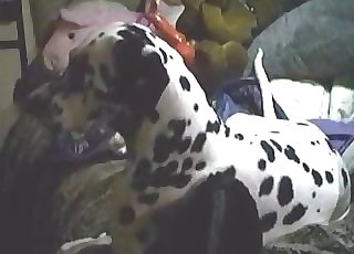 Dalmatian gets to suck a big giant cock