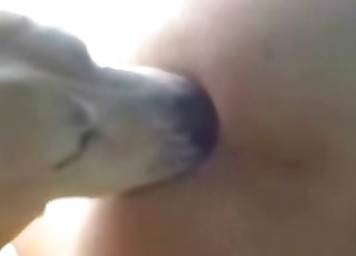 Cute dog boinking tight holes