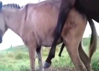 Zoo sex with a donkey and that sexy stallion