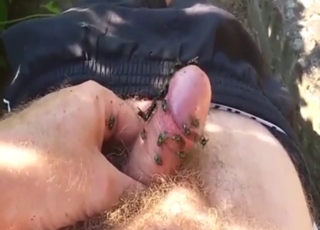 Zoo XXX movie shows a fly-fucking creeper