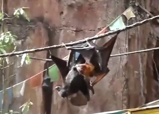 Bat fucking scene with oral, orgasms, etc.