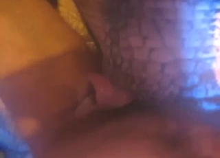 Wanna see guy fuck an alligator, it's right here