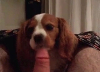 Guy lets this dog suck his hot cock