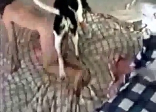 Eelgant girl and messy hound having hook-up