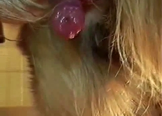 Nice to see how doggy dick is cumming