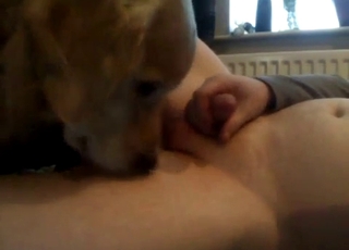 This dude receives a blowage from a horny doggo