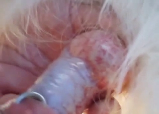 Man and his dog are both enjoying dirty games