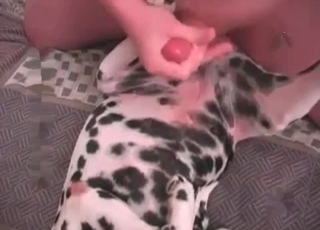 Sexy Dalmatian is getting fucked by a messy animal