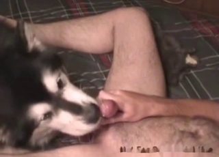 Dick gets munched and sucked by a horny doggo