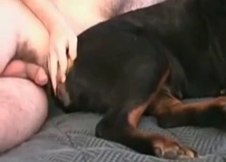 Black doggy is being explored