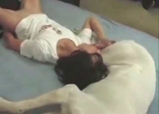 Brunette blows a big-dicked ebony dog