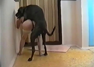 Giant black doberman nailed a hot beauty