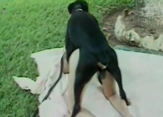 Slim fuckslut is enjoying a ginormous black rear end