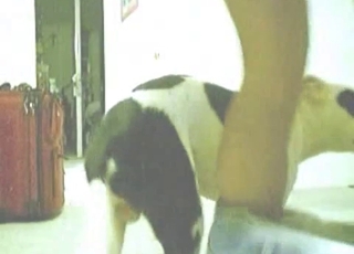 Dog fucked her tight hole so fast