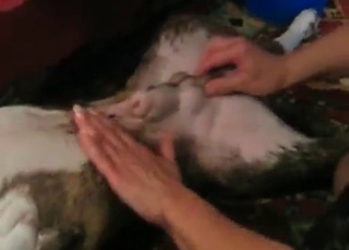 We can see the lovely tight asshole of a grey dog